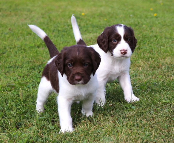 Quincy och Quibus, 5 veckor.